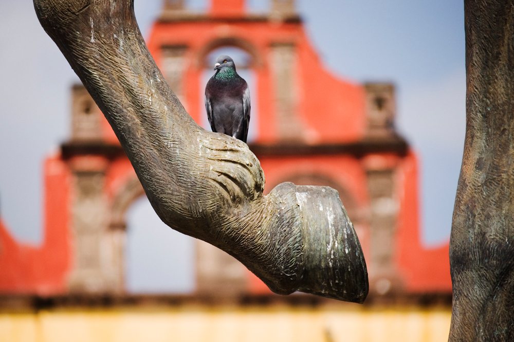 Pigeon perched on a stone statue with hand and arm features against historic architecture, San Miguel de Allende, Mexico.