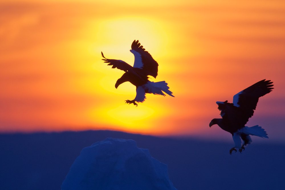 Two eagles fly silhouetted against a vibrant orange and yellow sunset sky with a mountain silhouette below.