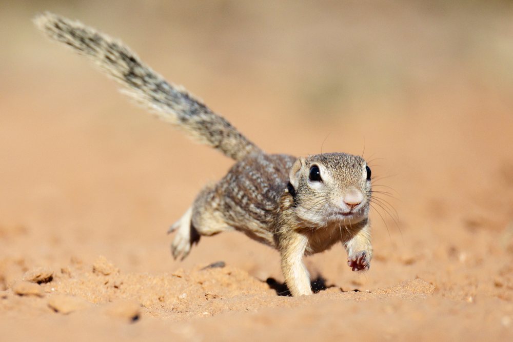 Mexican Ground Squirrel running across sandy desert terrain, Wildlife, Rio Grande Valley, Texas, USA.