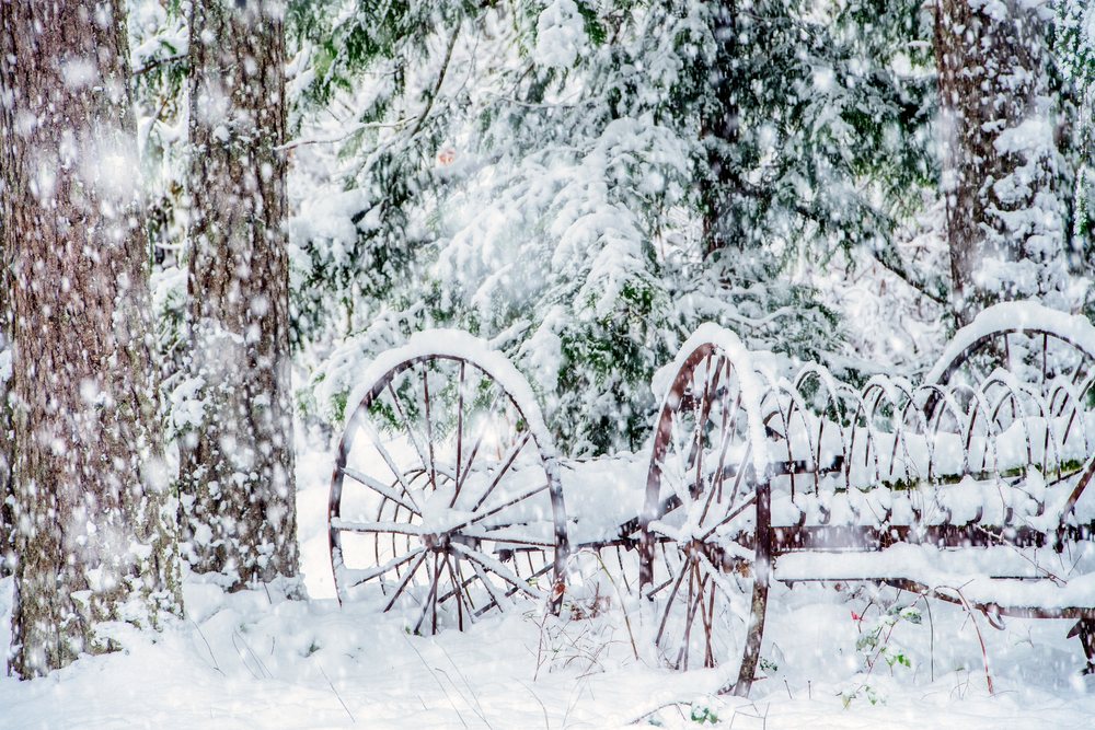 Rusty metal wheels leaning against snow-covered large tree trunks in a snowy evergreen pine forest with falling snowflakes, USA.