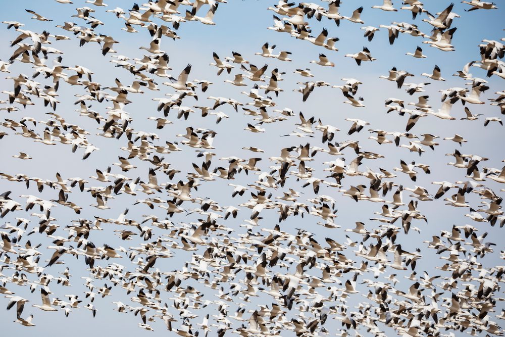 Large flock of snow geese flying over Ladd S Gordon Waterfowl Complex in New Mexico during daytime, landscape, wildlife, Bernardo Waterfowl Management Ar, USA.