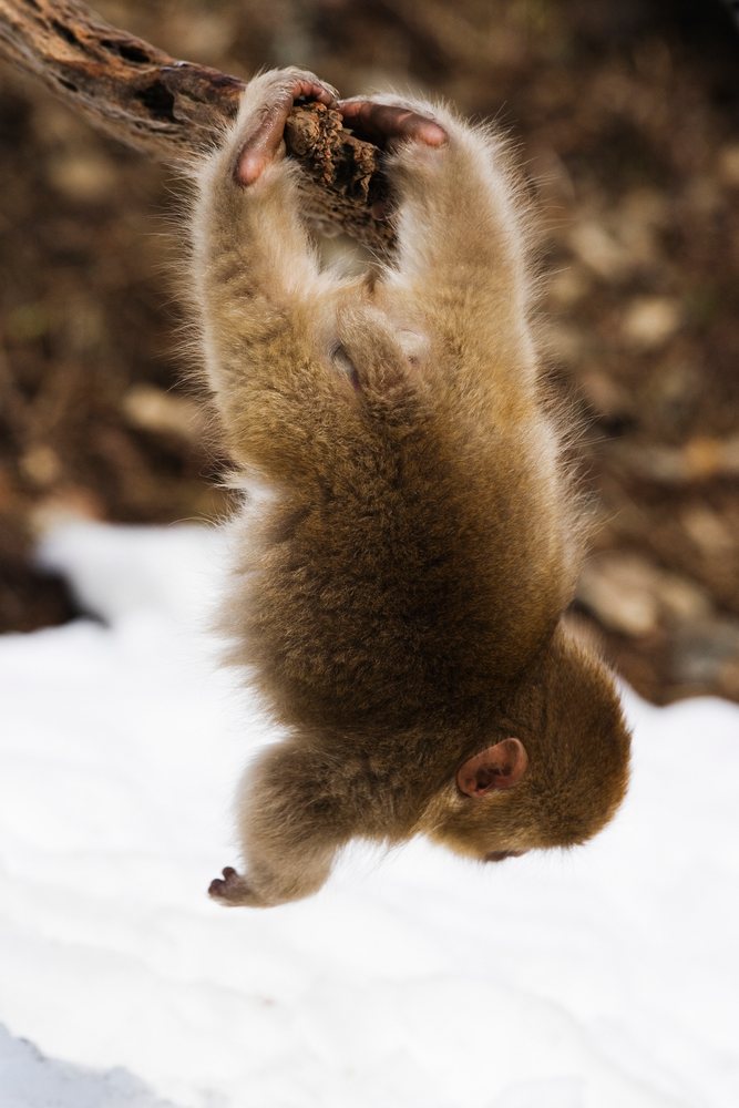 Baby Japanese macaque hangs upside down from a tree branch above snow in a winter wildlife scene, Japan, Asia.