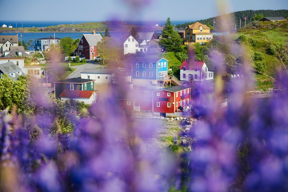 Colourful Houses in the coastal village of Trinity, seen through blooming lupines on a sunny day, Landscape, Cityscape, Lifestyle, Newfoundland & Labrador, Canada.