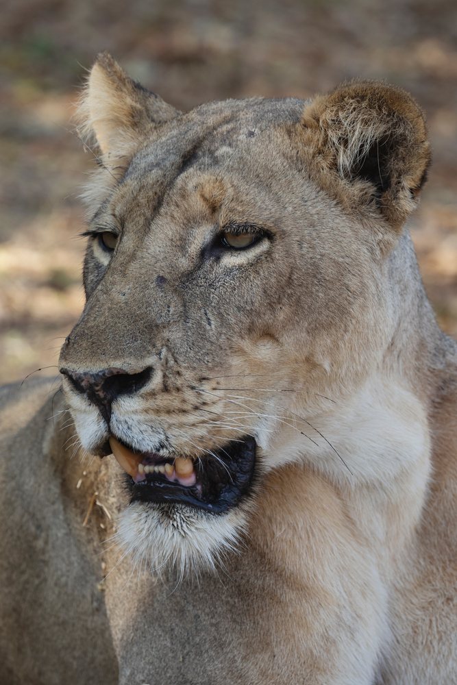 Close-up portrait of a Lioness showing her face, fur texture, and features in a natural setting, Wildlife, Mfuwe, South Luangwa National Park, Zambia.