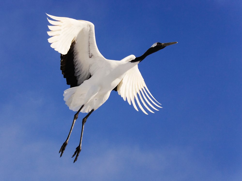 Red-crowned crane in flight against a clear blue sky in Japan during the winter wildlife season, Asia.