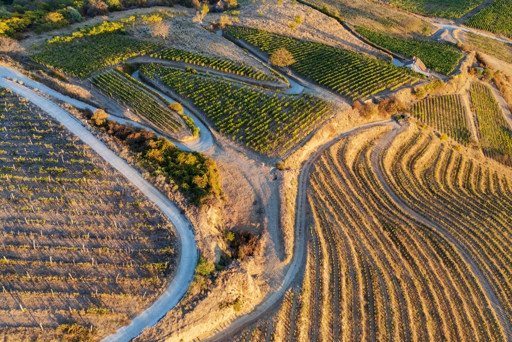 Aerial view of terraced vineyards with grape Vines and curved dirt roads in the Tokaj Region of Hungary during harvest season, Landscape.