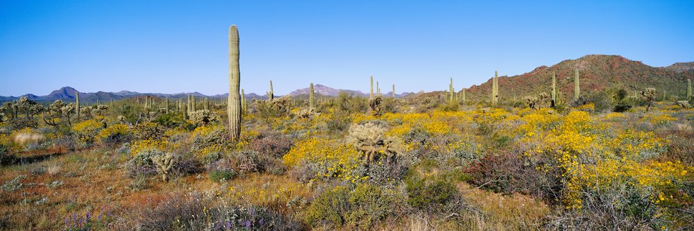 Tall saguaro cactus plants and blooming yellow wildflowers in a dry desert landscape with distant mountains under a clear blue sky.