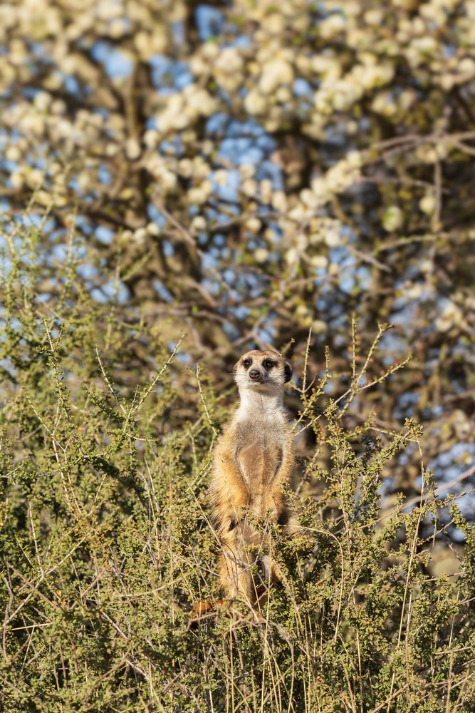 Meerkat standing alert upright in a bush, Wildlife, Vanzylsrus, Northern Cape, South Africa.