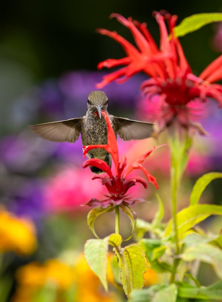 Hummingbird hovers mid-air feeding nectar from a red bee balm flower in a colorful garden with blurred flowers in the background.