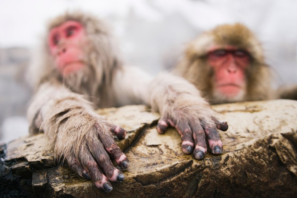 Two Japanese macaques with red faces rest on rocks in a snowy natural environment, winter, wildlife, Japan, Asia.