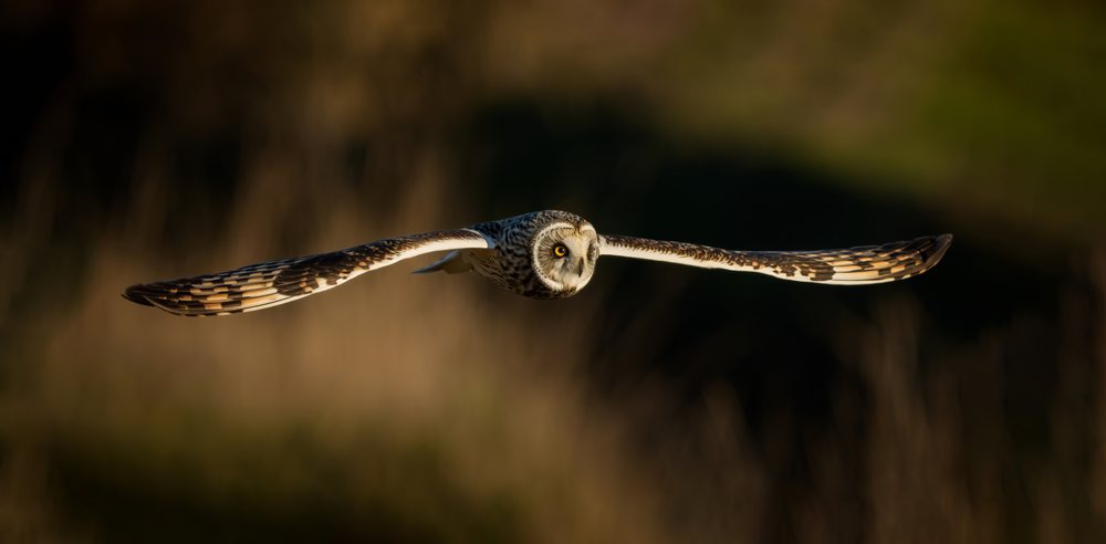 Short-eared owl with yellow eyes flies low over its natural habitat in the USA, wings spread wide showing brown and white feathers.