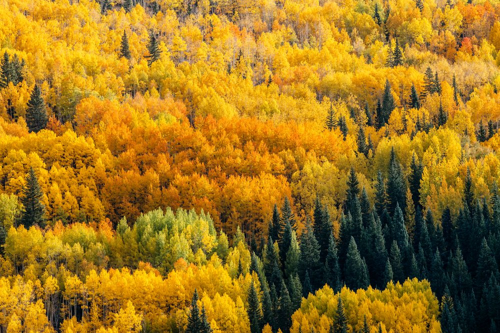Autumn forest, Colorado shows colorful yellow and orange aspen trees mixed with dark green evergreen pines, fall colors, Durango, USA.