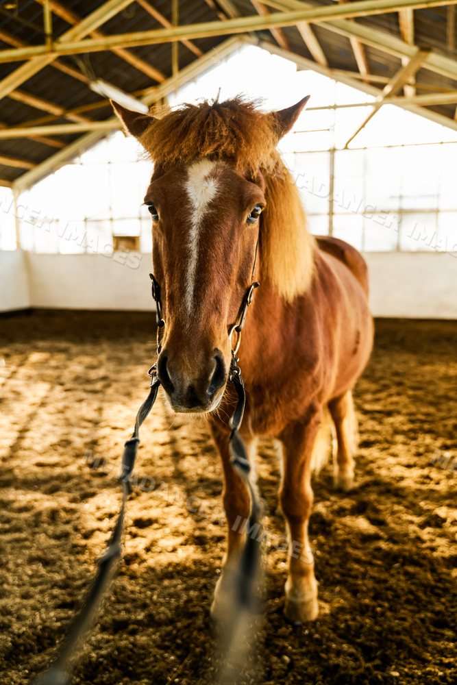 A brown horse in a covered indoor riding arena