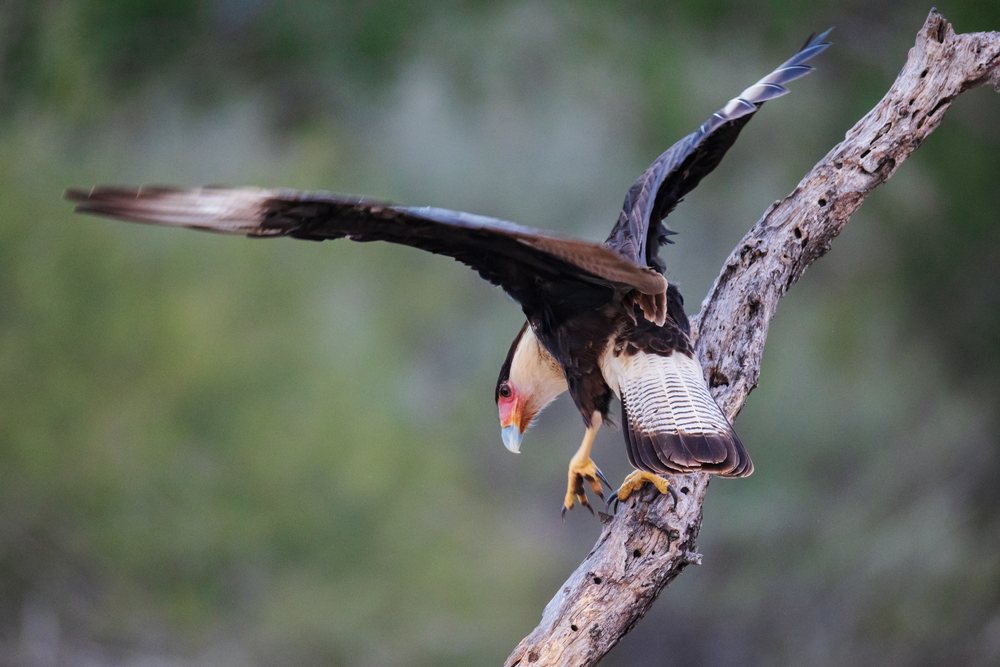 Crested Caracara perches on a dead tree branch at Santa Clara Ranch, displaying its feathers and talons outdoors, Wildlife, Rio Grande City, Texas, USA.
