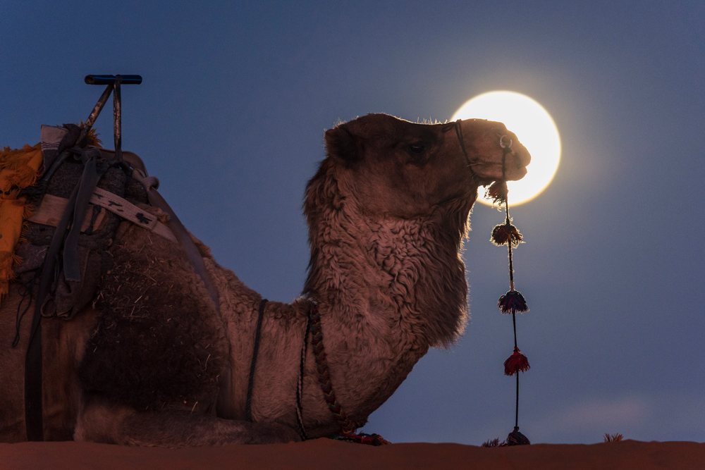 Camel resting on sand dunes at Moonrise, under a clear sky with decorated harness tassels visible, Landscape, Lifestyle, Merzouga, Errachidia Province, Morocco.