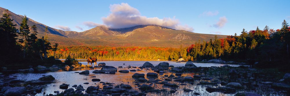 Moose standing in a rocky stream amid autumn forest and mountain landscape under a cloudy sky.