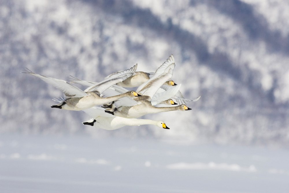 Whooper swans flying in formation over a frozen lake in a snowy winter landscape, Hokkaido, Japan.