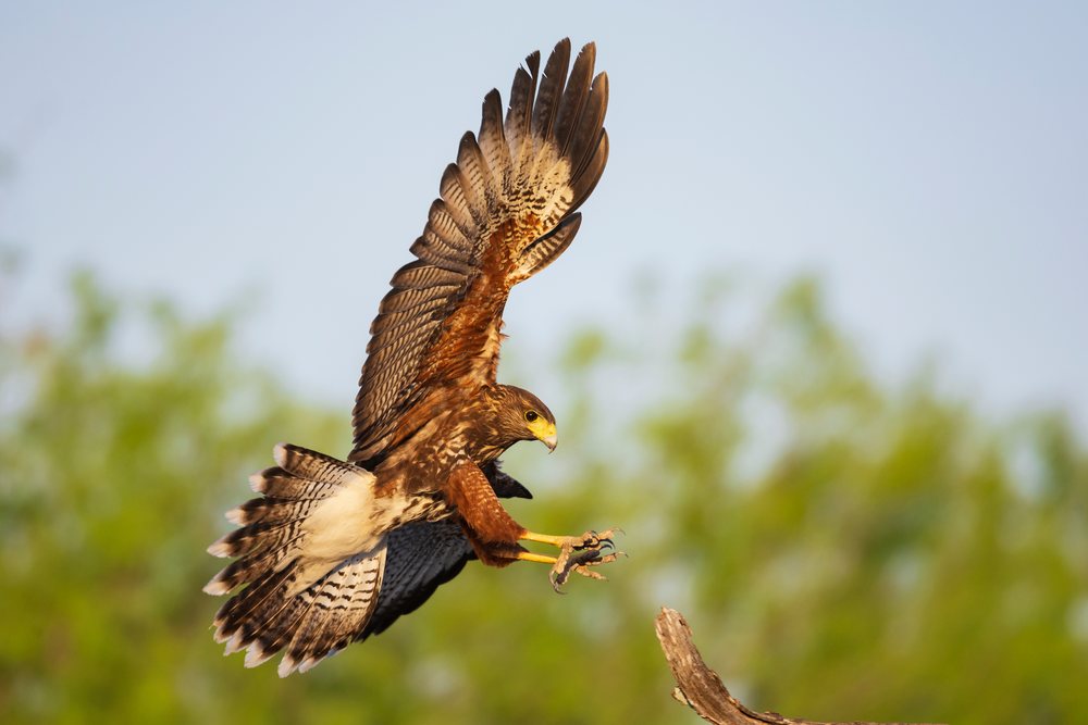 Harris hawk landing on a dead tree branch at Santa Clara Ranch, Wildlife, McCook, Texas, USA.
