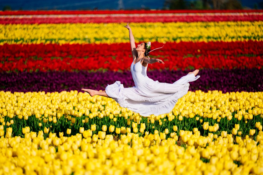 Ballet dancer leaps gracefully above rows of yellow, red, and purple tulips in an outdoor flower field in the USA during spring.
