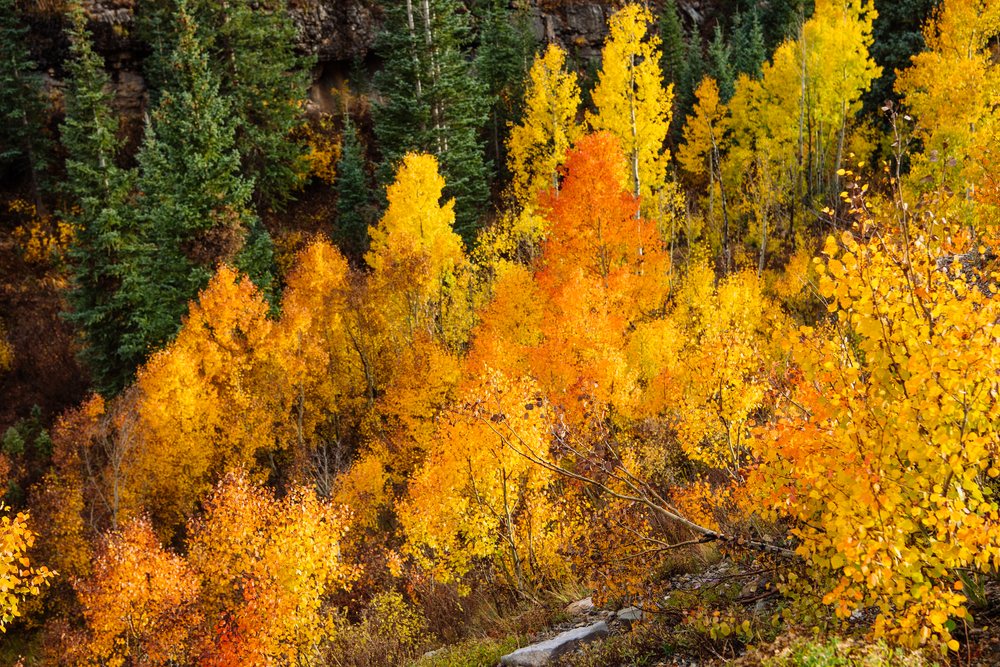 Yellow and orange deciduous trees with autumn leaves and green evergreen trees on a rocky mountain slope, fall colors, Durango, Colorado, USA.