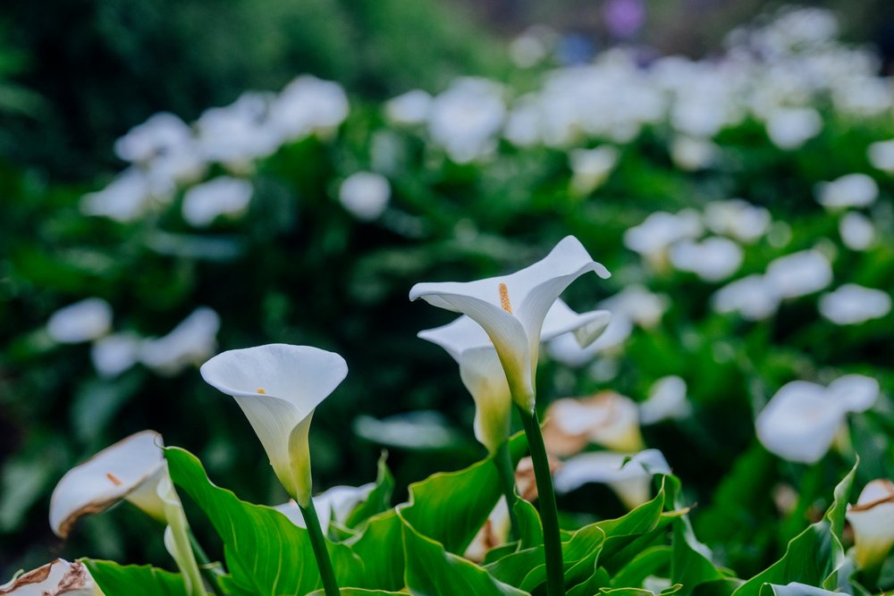 White calla lilies with yellow stamens bloom among green leaves in a garden, Garrapata State Park, California, USA.