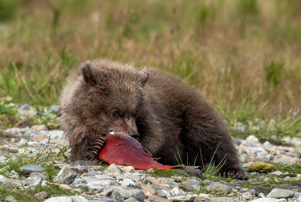Alaskan Brown bear cub eating salmon on a rocky riverbank, Katmai National Park, Alaska, USA.