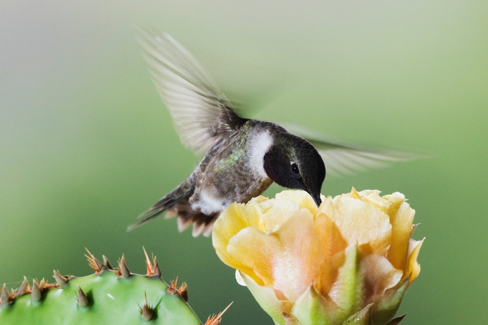 Black-chinned hummingbird feeds on nectar from a yellow prickly pear flower, wildlife, Texas, USA.