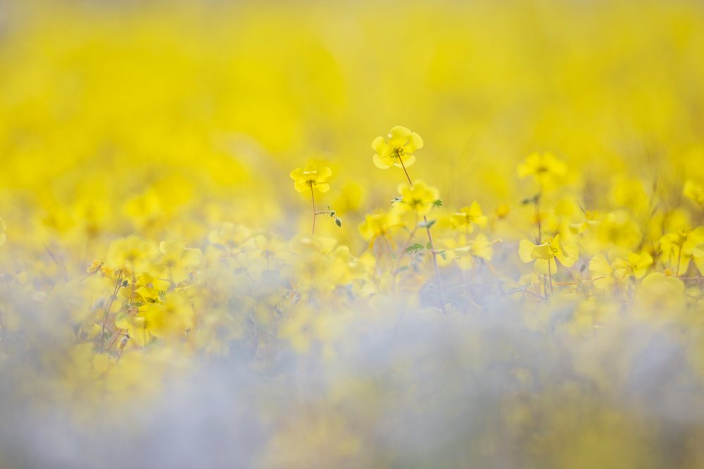 Yellow Devil's Thorn wildflowers blooming in a natural field, landscape, wildlife, Kunene Region, Namibia.