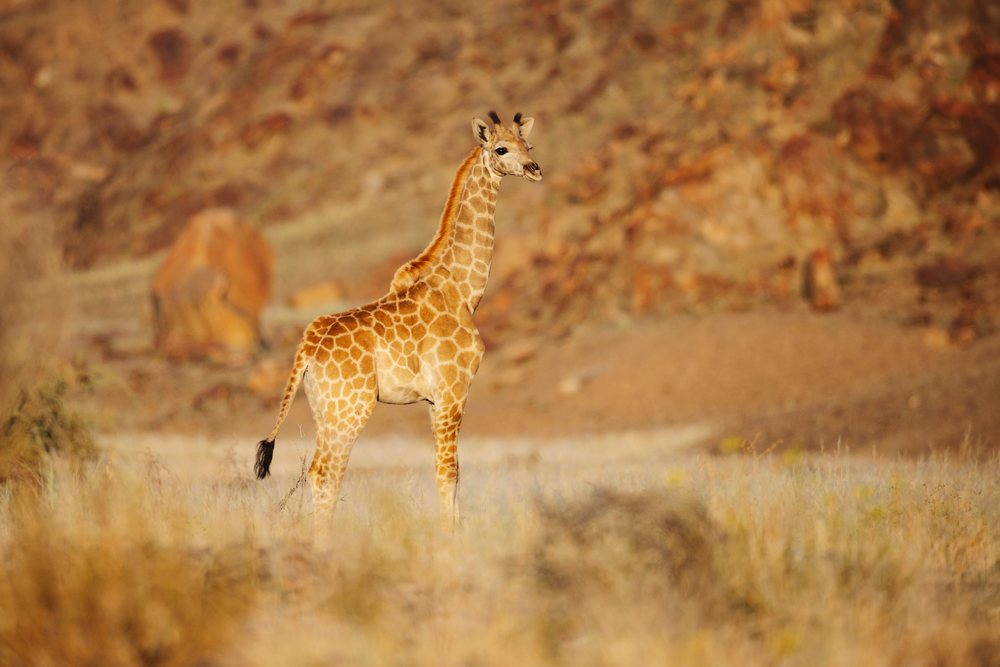 Young Giraffe standing in dry grassland with rocky background, landscape, wildlife, Hoanib River Valley, Kunene Region, Namibia.
