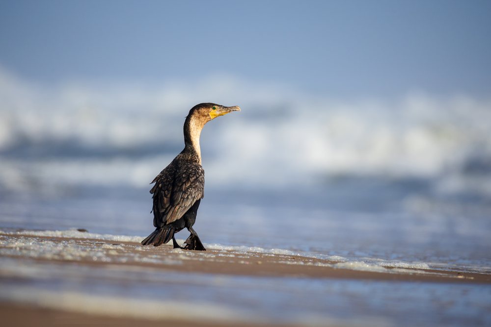 White-Breasted Cormorant standing on sandy shore with ocean waves behind at Skeleton Coast NationalPark, landscape, wildlife, Shipwreck, Kunene, Namibia.