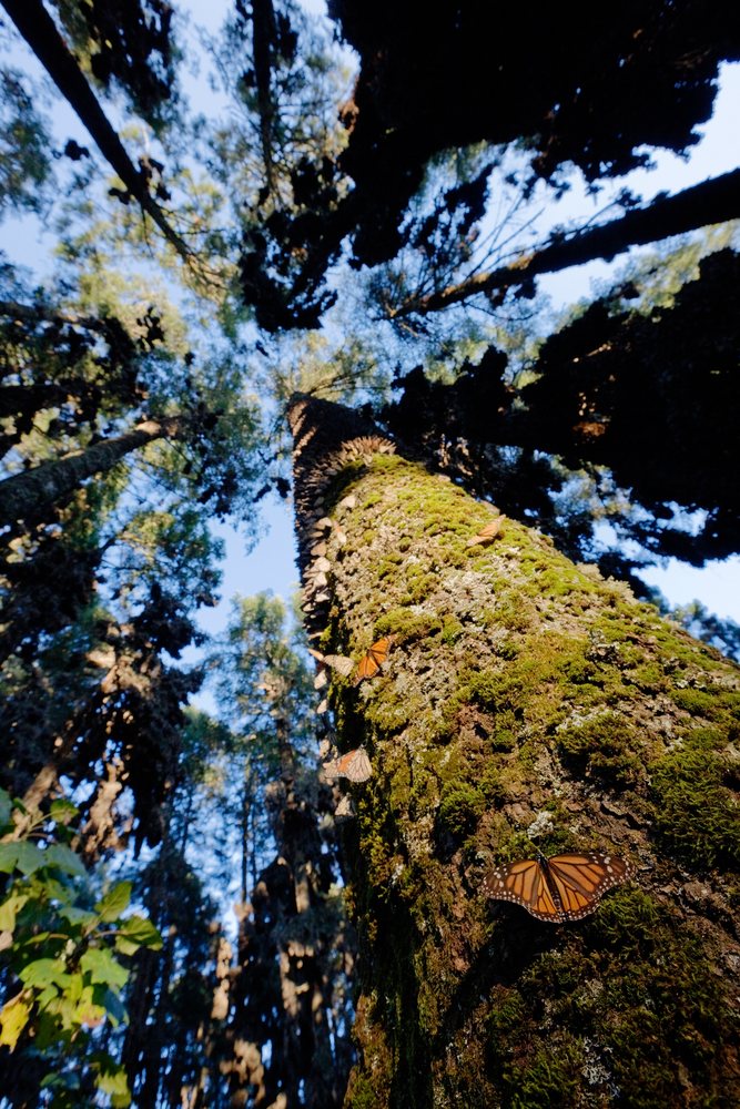 Monarch butterflies resting clustered on a moss-covered tree trunk in a Michoacan forest butterfly sanctuary, Mexico.