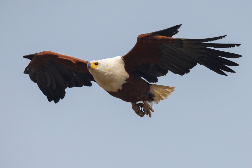 African Fish Eagle in flight against a clear sky over, Wildlife, Mfuwe, South Luangwa National Park, Zambia.