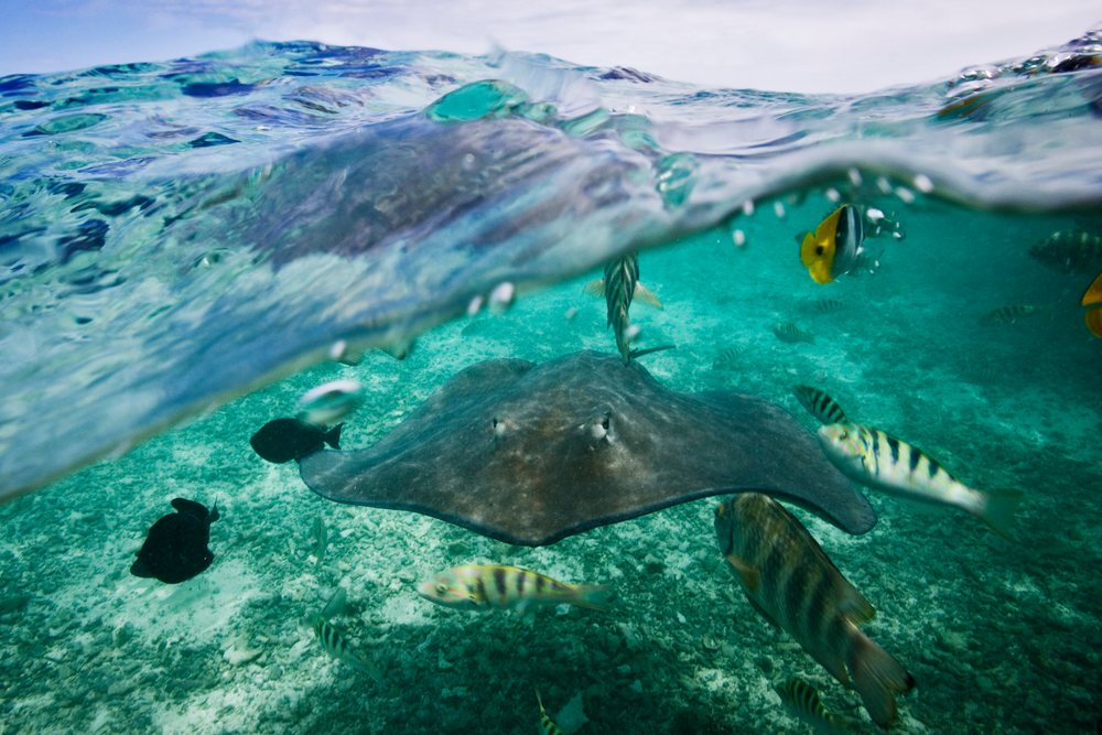 Manta ray swims underwater surrounded by tropical fish in clear ocean waters, Tahiti, French Polynesia.