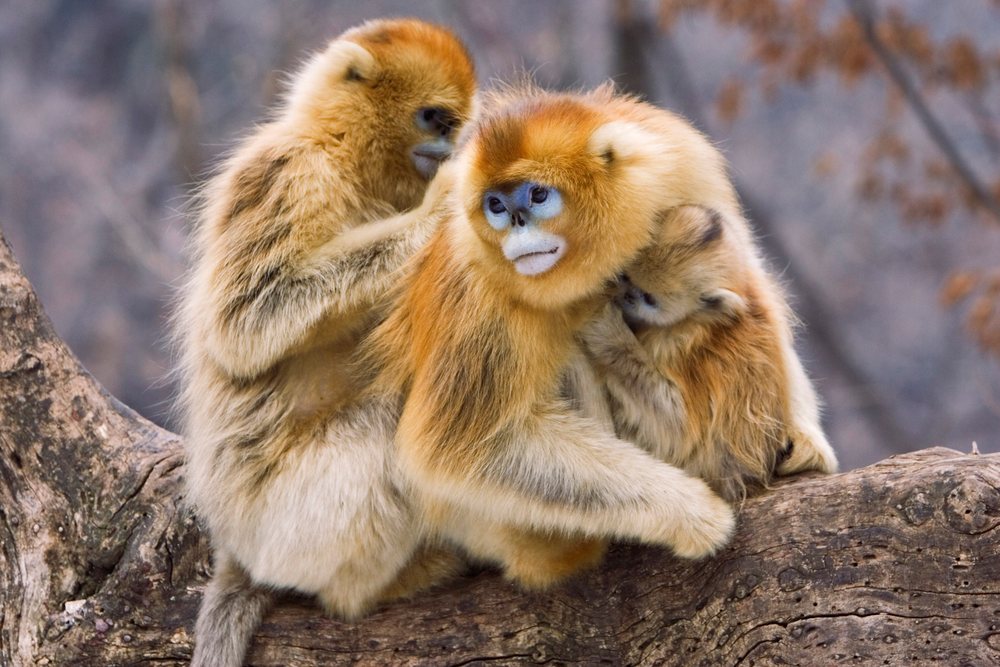 Three golden monkeys grooming and sitting together on a tree branch in a natural forest in the Qinling Mountains, Shaanxi Province, China.