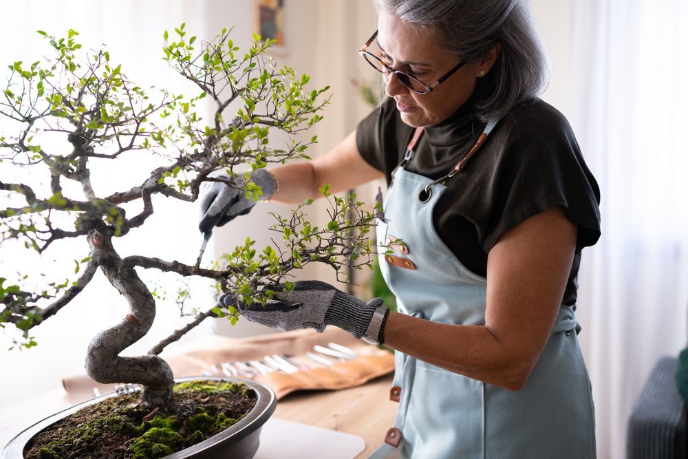 Mature woman with gray hair prunes a bonsai tree indoors wearing gloves and an apron near a wooden table, Spain.