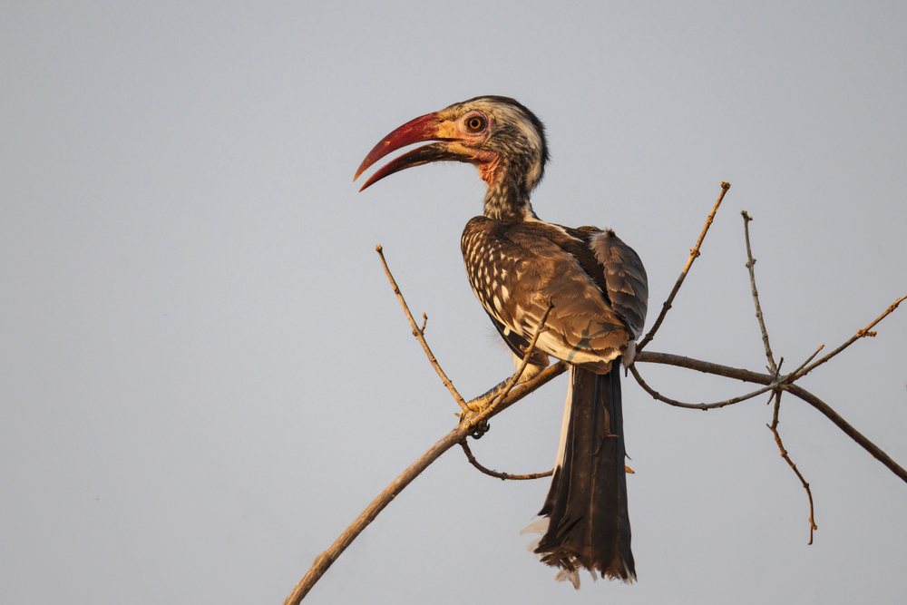 Red-Billed Hornbill perched on a dry branch in its natural wildlife habitat, against a gray sky, Mfuwe, South Luangwa National Park, Zambia.