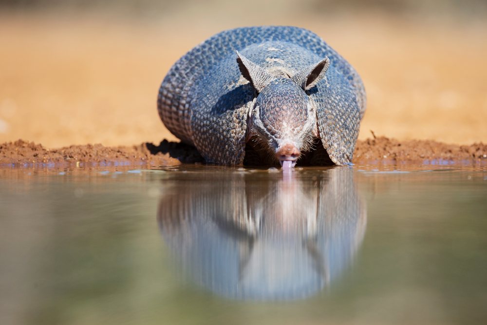 Armadillo drinks water at a Waterhole on Santa Clara Ranch in South Texas, showing its reflection in the muddy water, Wildlife, McCook, USA.