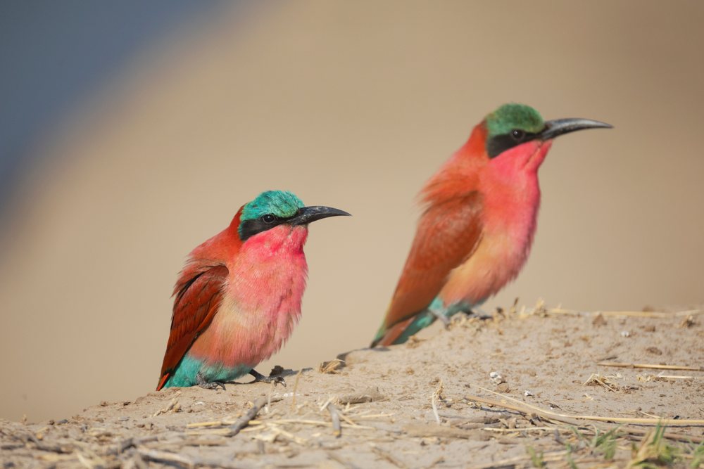 Two carmine bee-eater birds with red breasts and green crowns perch on dry soil near their nesting colony edge, Wildlife, Mfuwe, South Luangwa National Park, Zambia.