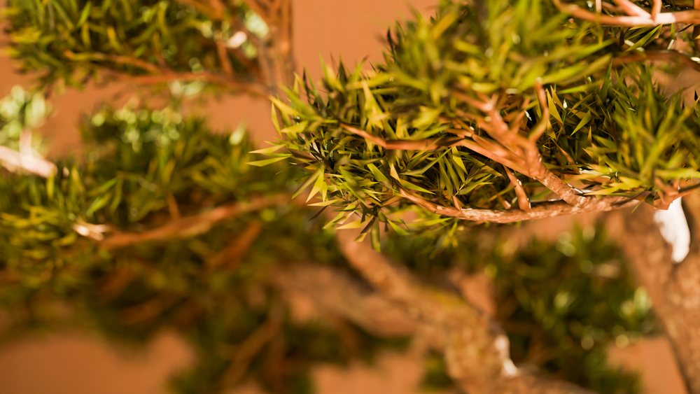 Bonsai tree with woody branches and lush green leaves in an outdoor natural environment.