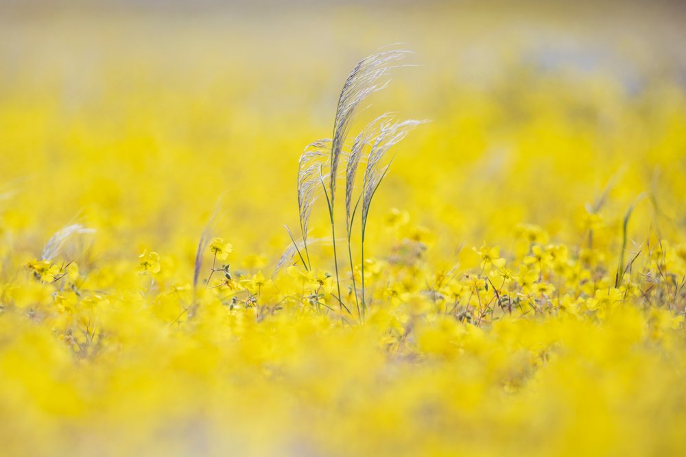Bushman Grass rises as tall thin stalks in a sunny field of yellow flowers, landscape, wildlife, Kunene Region, Namibia.