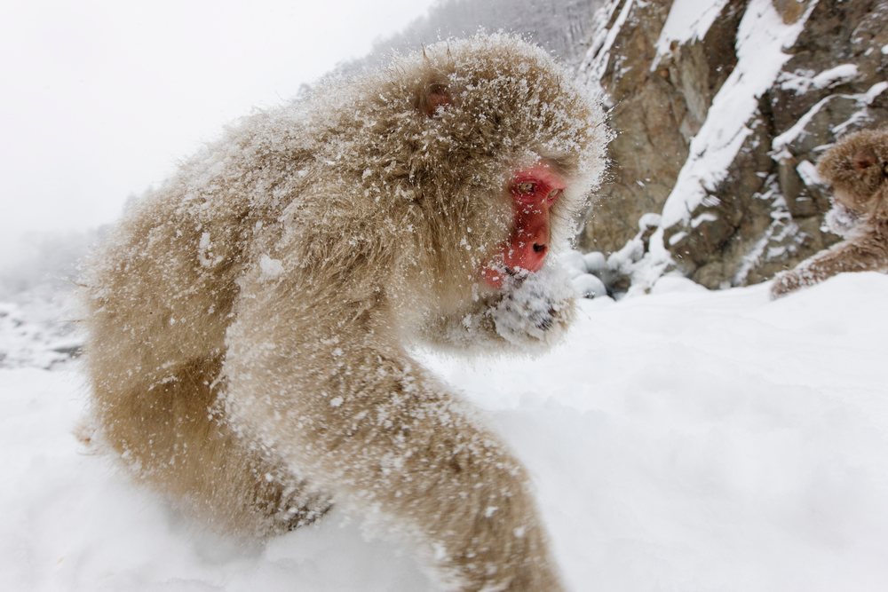 Japanese macaque forages in snowy mountainous terrain, during winter, Nagano, Japan.