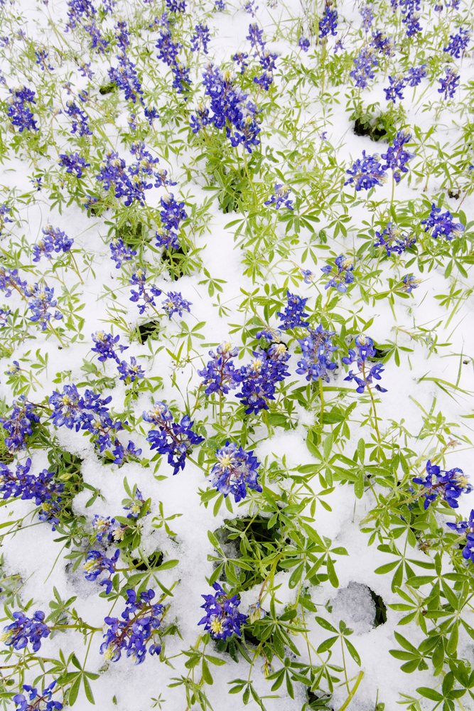 Bluebonnets blooming amidst, Texas, Snow, Texas Hill.