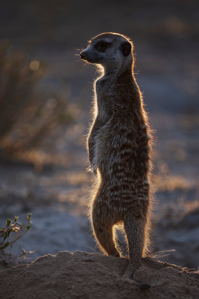 Meerkat standing alert on sandy ground backlit by the setting sun with desert vegetation in South Africa's Kalahari Desert, Wildlife, Vanzylsrus, Northern Cape.