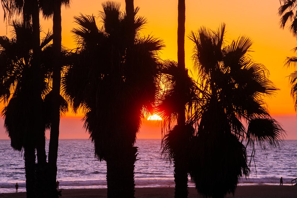 Palm trees silhouetted against an orange sunset over the ocean at a beach, California, Santa Monica, USA.