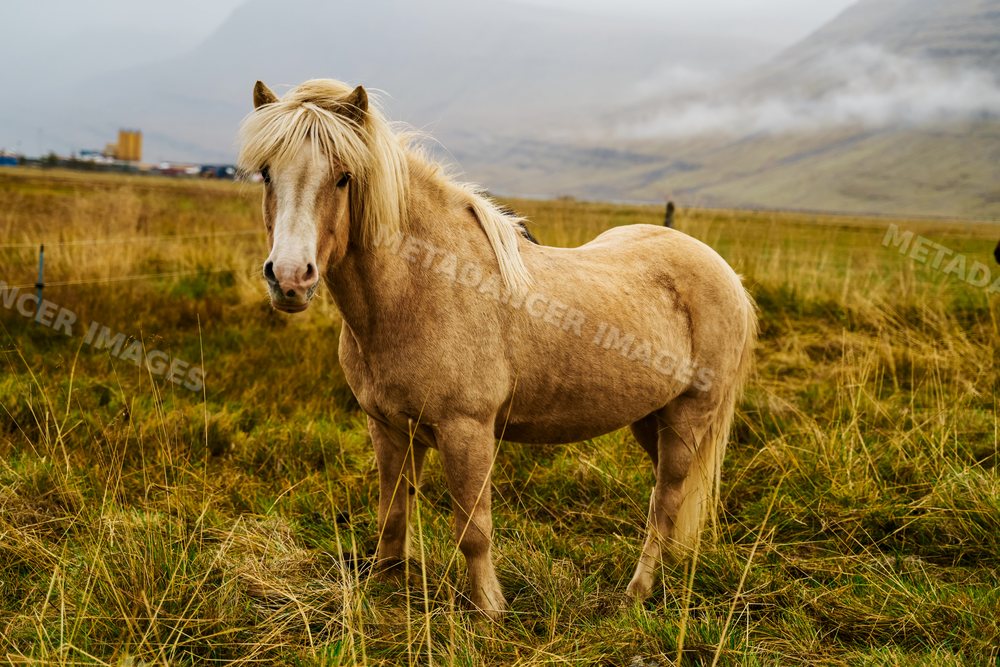 A light brown horse stands in a grassy pasture