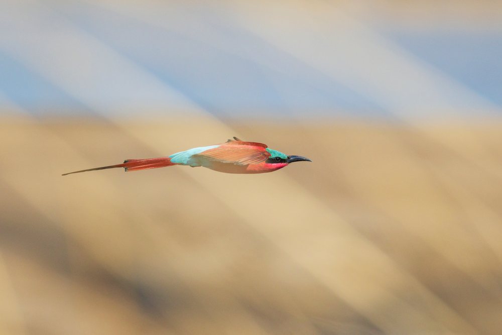 Carmine bee-eater flying through cliff-top grasses, Wildlife, Mfuwe, South Luangwa National Park, Zambia.