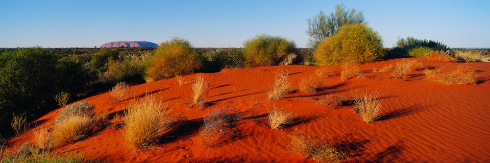 Ayers Rock (Uluru) towers behind a red sand dune covered with desert shrubs's Northern Territory, Dune Ayers Rock Northern Territory, Australia.