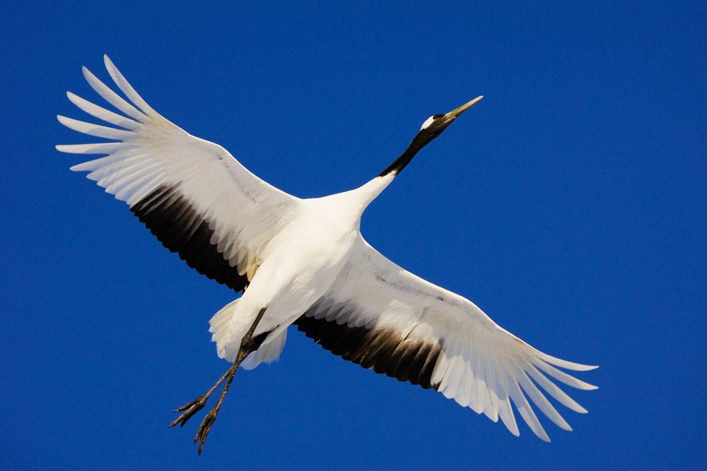 Red-crowned crane soaring with wings extended against clear blue sky in Japan during winter wildlife season, Asia.