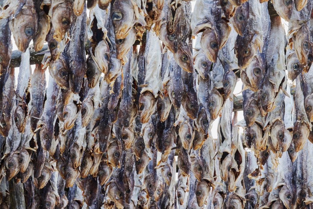 Cod fish Drying on Wooden Racks outdoors in the fishing village of, Landscape, Henningsvaer, Lofoten, Norway.