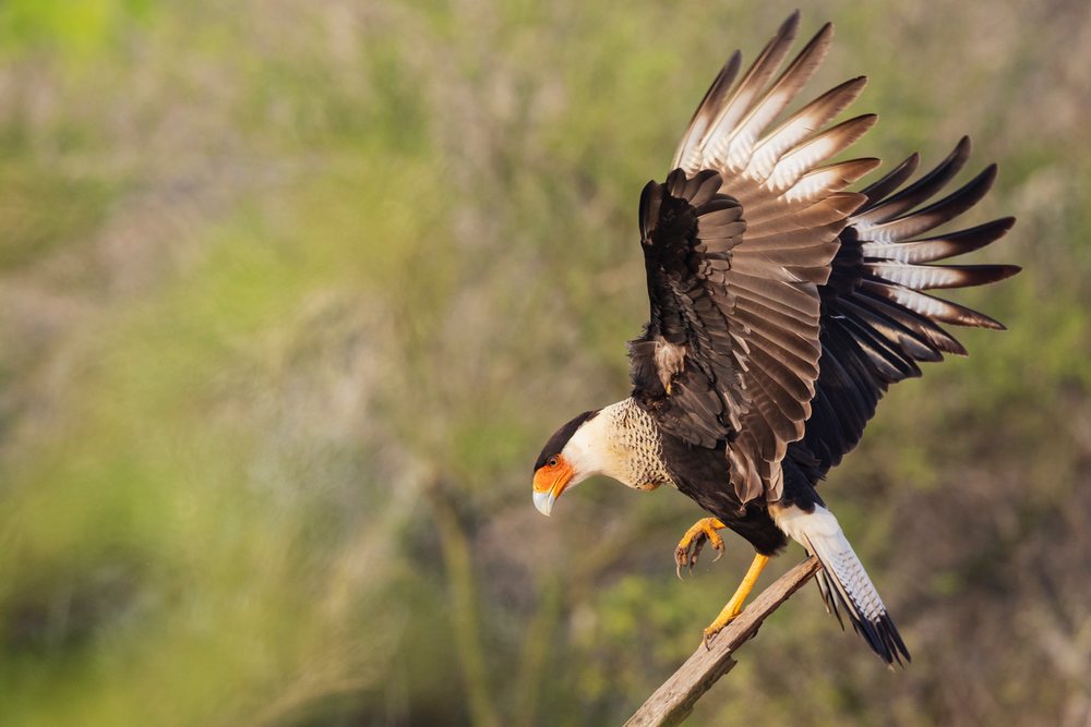 Crested caracara landing with wings spread on a dead tree branch at Santa Clara Ranch, Wildlife, McCook, Texas, USA.